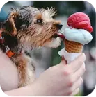 the dog eats ice cream